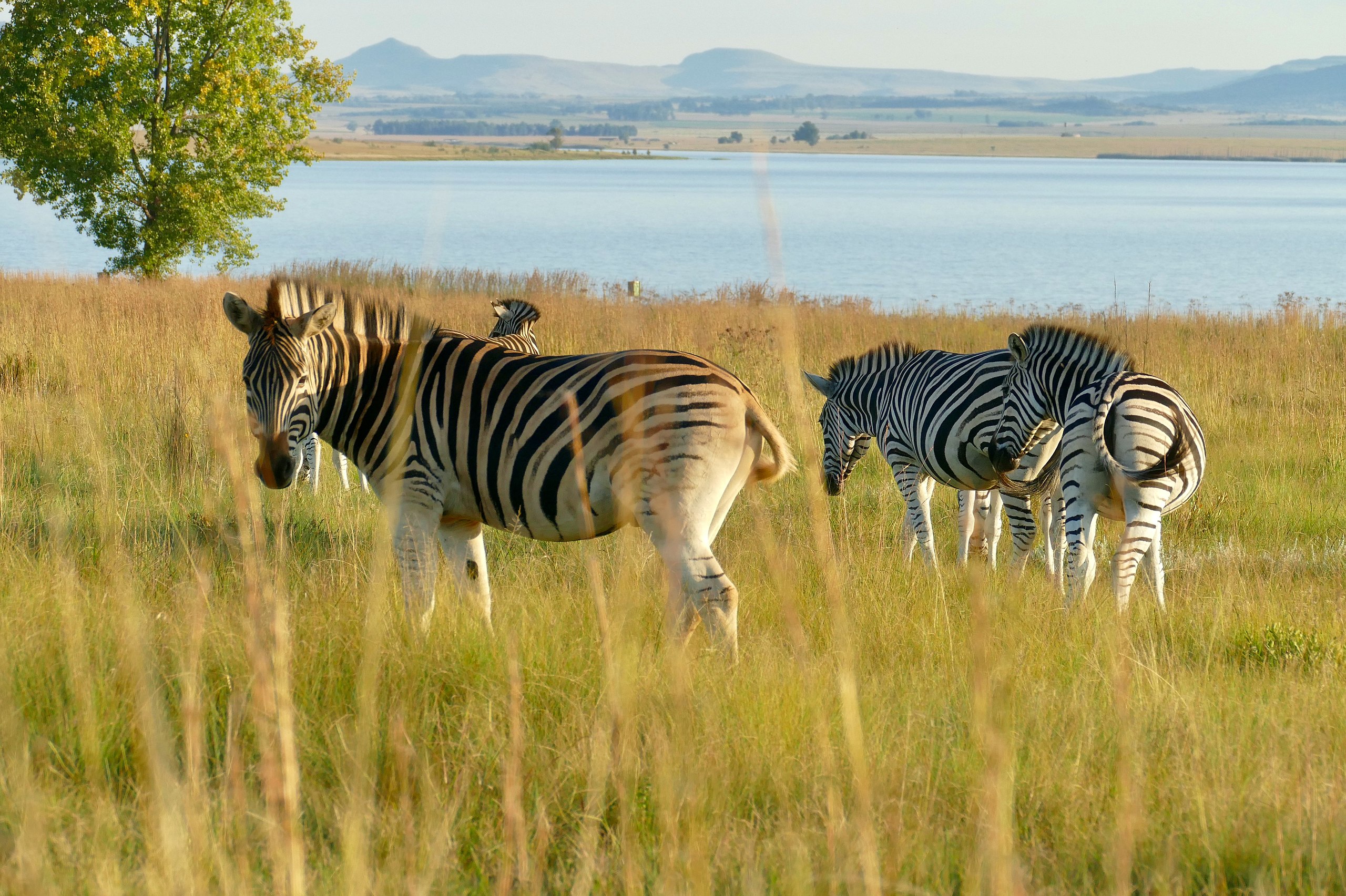 Chelmsford Nature Reserve